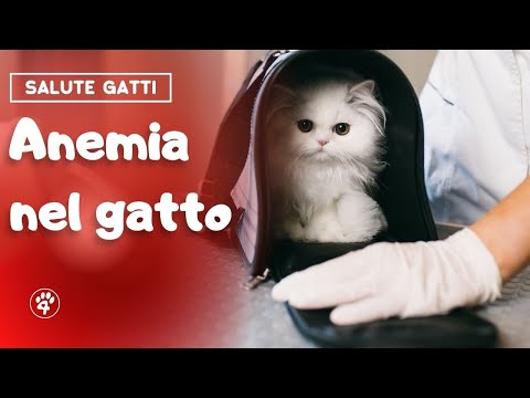 Video: Anemia Dovuta A Cellule Del Sangue Ingrossate Nei Gatti