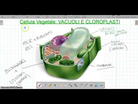 Video: Vacuolo - Caratteristiche Della Struttura E Della Funzione Del Vacuolo