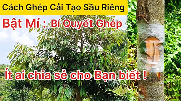 Cách ghép cải tạo Sầu Riêng - Bí quyết ghép đạt tỉ lệ sống CAO #ghepsaurieng #giasaurieng #grafting
