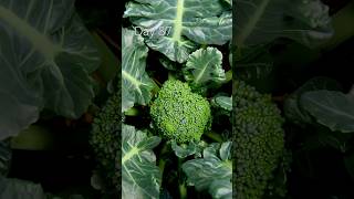 This is how broccoli grows from seed to harvest in #timelapse 🥦