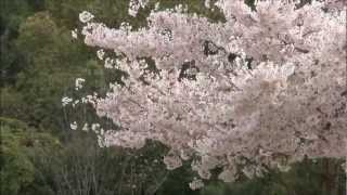 奈良の桜20120415