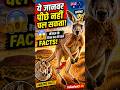 😱 कंगारू के हैरान कर देने वाले फैक्ट्स" #viral #facts #animals #kangaru #viralvideo #viralshort