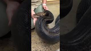 Big Anaconda #shortvideo #shortsviral #snake #animals