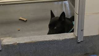 Acs A819647
