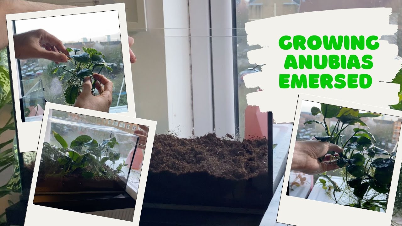 Growing Anubias emersed