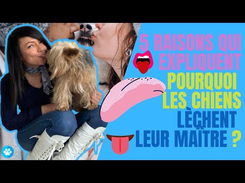 Vidéo: Notions de base sur le soin de la peau de chien