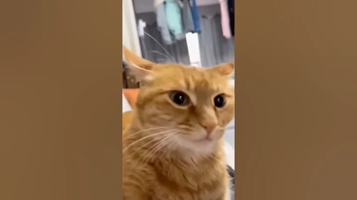 Watch the video about “Hilarious Cat Fails Compilation 😂 | Funny Cat Videos 2025 | Cute & Crazy shorts#FunnyCat #shorts