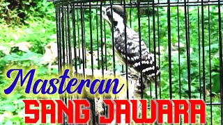 Masteran istimewa Burung JAWARA | Pelatuk beras / Sampit Gacor durasi Panjang ‼