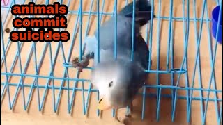 Animals commit suicide