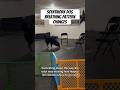 The Sounds of a Scentwork Dog Searching