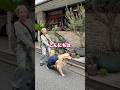 【大型犬】オーバーオールが似合うゴールデン撮ってみた