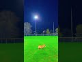 #corgi #doggielife #corgilife #doglife #brampton #ontario #canada #parks #dogsofyoutube #dogshorts