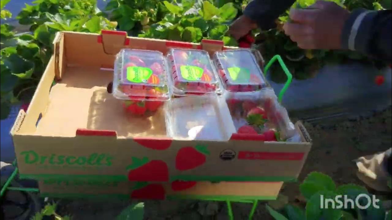 ASI PISCAN LOS CAMPEONES DE FRESAS DRISCOLL'S BERRIES FARMS EN SANTA