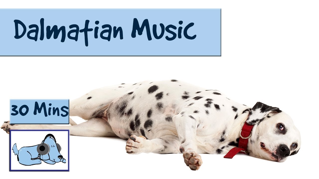 Music for Hyper Dalmatians! Calming Music For Dogs - YouTube