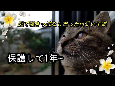 【実家猫】可愛い子猫を保護して１年⋯【保護猫】