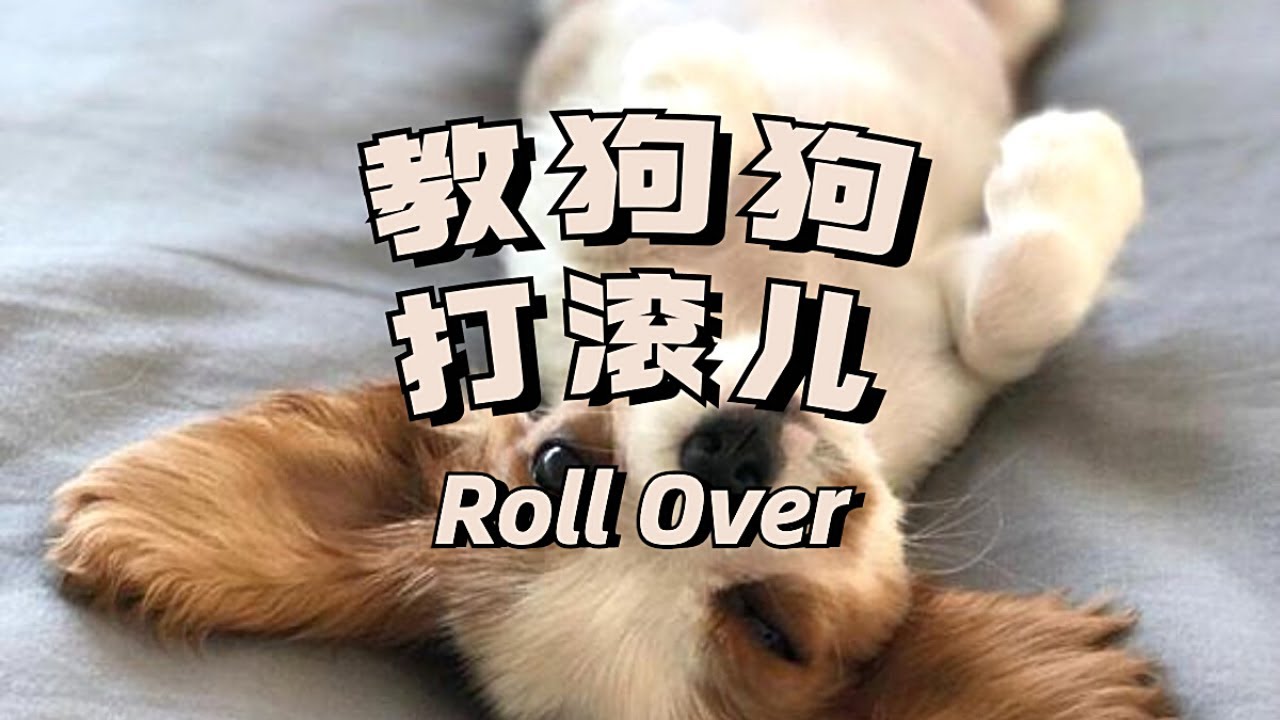 新手养狗必看 两分钟教会狗狗打滚儿 - YouTube