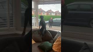 Rottweiler extremely happy to see grandparents    #shorts #rottweiler