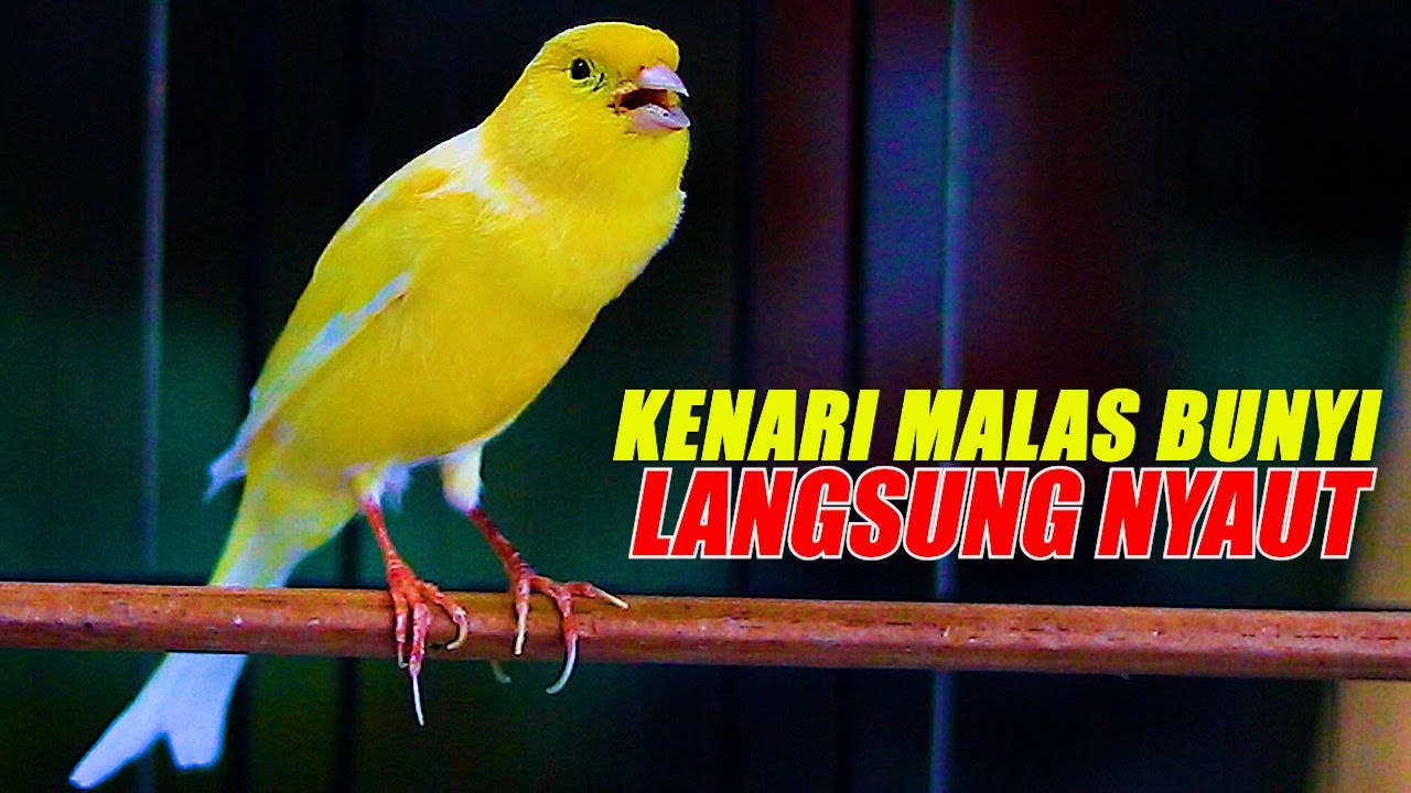 PANCINGAN KENARI GACOR PANJANG, AMPUH NAIKKAN EMOSI KENARI MALAS BUNYI LANGSUNG NYAUT