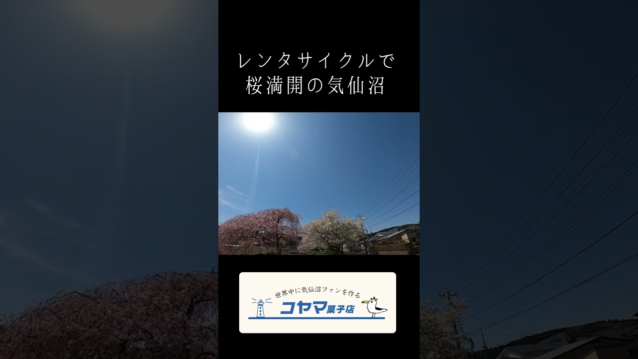 レンタサイクルで行く、桜満開の気仙沼