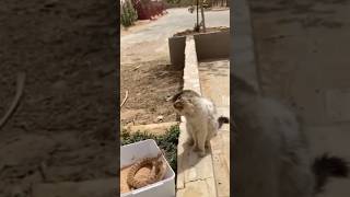 Snake Attack Fail 😳🐍 vs Cat Reflex 🐱⚡ #facts