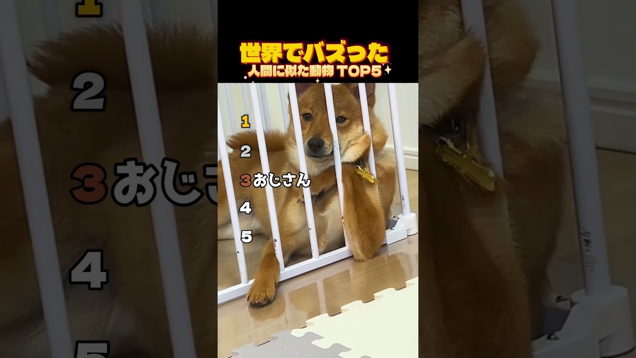 ​【爆笑】人間に似すぎた動物TOP5がクセ強すぎて腹痛いwww