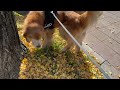 ハロの診察終わりました