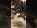 KOMPILASI KUCING LUCU