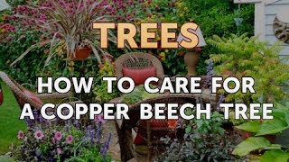 How to Care for a Copper Beech Tree