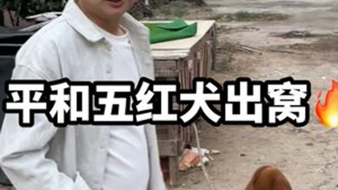 平和抓五红犬 没想到我们平和养五红犬，还越来越多，有养五黑犬的吗？#五红犬 #萌宠出道计划 #不养狗不知道养狗的乐趣