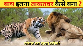 बाघ इतने शक्तिशाली क्यों होते हैं ? | Why Are Tiger So Strong ? #wildlife #tigerfacts