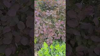 #smokebush #garden #shrubs #growth #coolplants