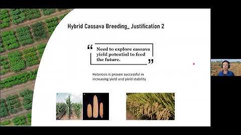 Genomics-assisted recurrent selection and hybrid breeding in cassava