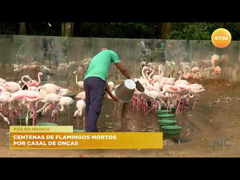 Centenas de flamingos foram mortos por casal de onças em Foz do Iguaçu