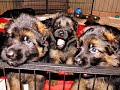 Les chiots de ljack de la petite laeticia x laka de la presqule gurandaise ont 32 jours