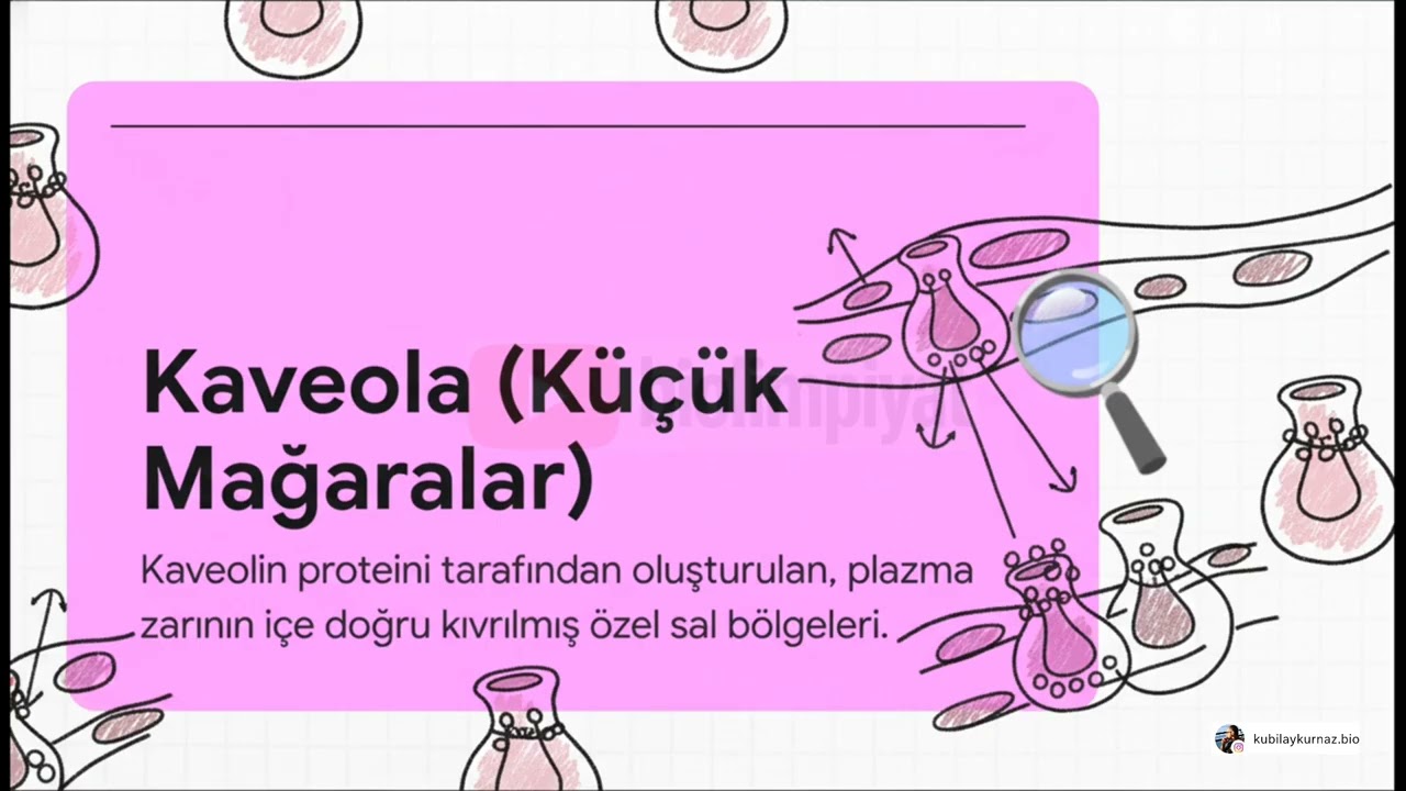 GENEL BİYOKİMYA BİYOLOJİK ZARLAR 11.2. Membran Dinamiği