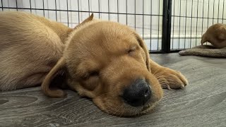 LABRADOR PUPPIES 39 DAYS OLD #labrador #dog #doglover #youtube #pets