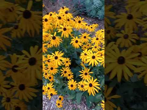 Video hoa cúc mùa thu - youtube