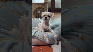 오늘 미용데이 (셀프미용 17년차 집사) 호두 포포까지 미용 완료!!