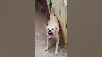 Thumbnail of Dog barking||dog sound