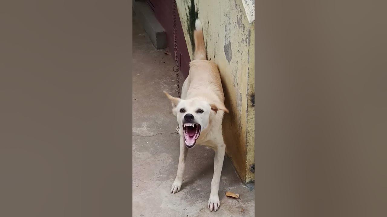 Dog barking||dog sound