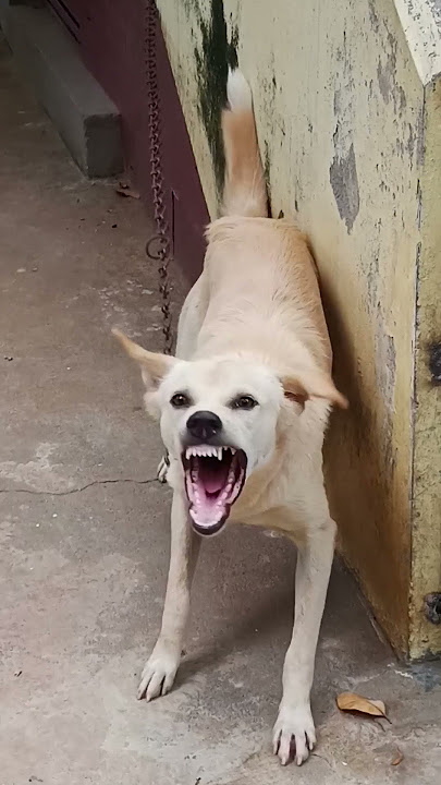 Dog barking||dog sound