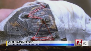 North Carolina rescue needs old bras to repair turtle