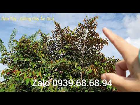 Video Bón phân gì cho vú sữa sau đậu trái @DÂU TÂY - GIỐNG... - youtube