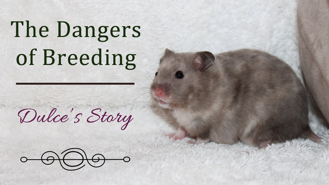 breeding syrian hamsters