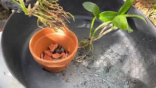 Orchid Repotting: Cattleya part 1