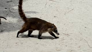 Coati, at the Iberostar Paraiso Beach Resort, South Of Cancun, Mexico