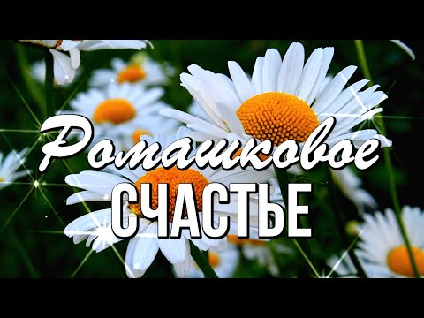 Поверь, что в жизни всё как надо! И не важно, что скажет ромашка...