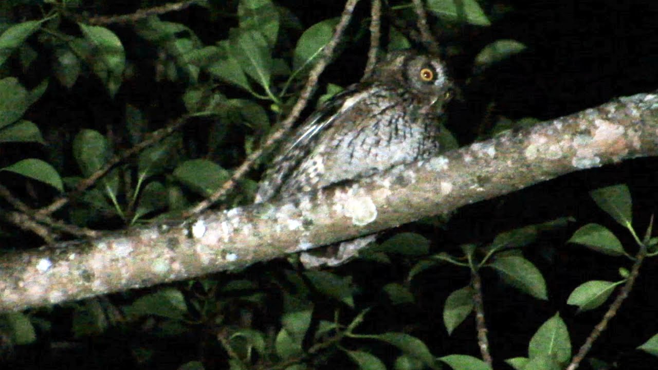 Special Owls in Peru