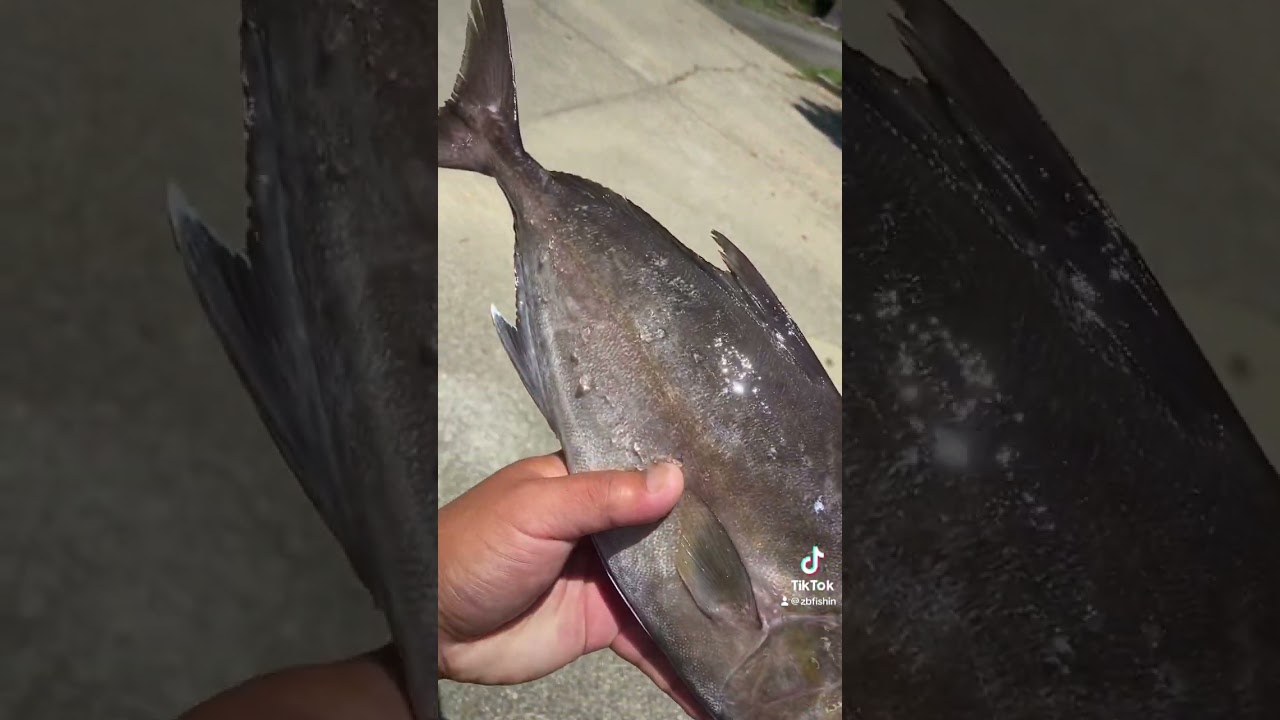 $100 Fishing Charter Catches!!!