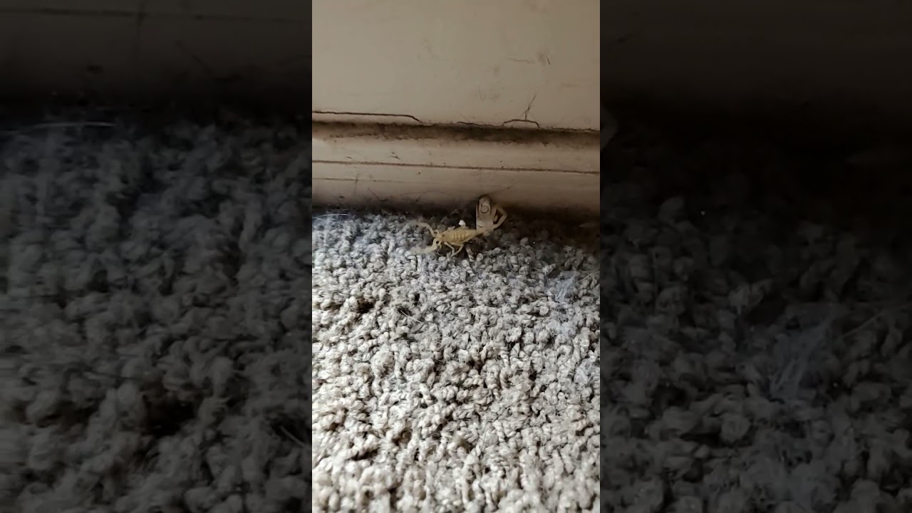 Bark scorpion in my bathroom gets quick death 